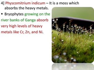 4] Physcomitrium indicum – It is a moss which
absorbs the heavy metals.
 Bryophytes growing on the
river banks of Ganga absorb
very high levels of heavy
metals like Cr, Zn, and Ni.
 