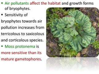  Air pollutants affect the habitat and growth forms
of bryophytes.
 Sensitivity of
bryophytes towards air
pollution increases from
terricolous to saxicolous
and corticolous species.
 Moss protonema is
more sensitive than its
mature gametophores.
 