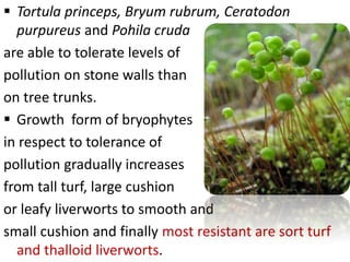  Tortula princeps, Bryum rubrum, Ceratodon
purpureus and Pohila cruda
are able to tolerate levels of
pollution on stone walls than
on tree trunks.
 Growth form of bryophytes
in respect to tolerance of
pollution gradually increases
from tall turf, large cushion
or leafy liverworts to smooth and
small cushion and finally most resistant are sort turf
and thalloid liverworts.
 