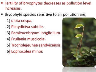  Fertility of bryophytes decreases as pollution level
increases.
 Bryophyte species sensitive to air pollution are;
1] ulota crispa.
2] Platydictya subtile.
3] Paraleucobryum longifolium.
4] Frullania muscicola.
5] Trocholejeunea sandvicensis.
6] Lophocolea minor.
 