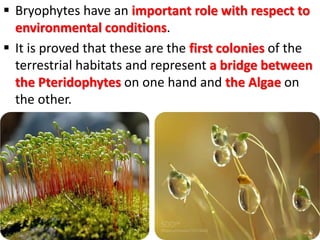  Bryophytes have an important role with respect to
environmental conditions.
 It is proved that these are the first colonies of the
terrestrial habitats and represent a bridge between
the Pteridophytes on one hand and the Algae on
the other.
 