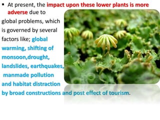  At present, the impact upon these lower plants is more
adverse due to
global problems, which
is governed by several
factors like; global
warming, shifting of
monsoon,drought,
landslides, earthquakes,
manmade pollution
and habitat distraction
by broad constructions and post effect of tourism.
 