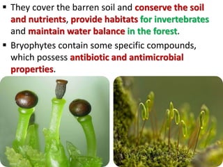  They cover the barren soil and conserve the soil
and nutrients, provide habitats for invertebrates
and maintain water balance in the forest.
 Bryophytes contain some specific compounds,
which possess antibiotic and antimicrobial
properties.
 