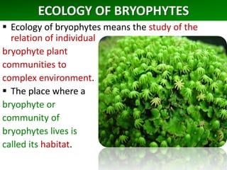 ECOLOGY OF BRYOPHYTES
 Ecology of bryophytes means the study of the
relation of individual
bryophyte plant
communities to
complex environment.
 The place where a
bryophyte or
community of
bryophytes lives is
called its habitat.
 