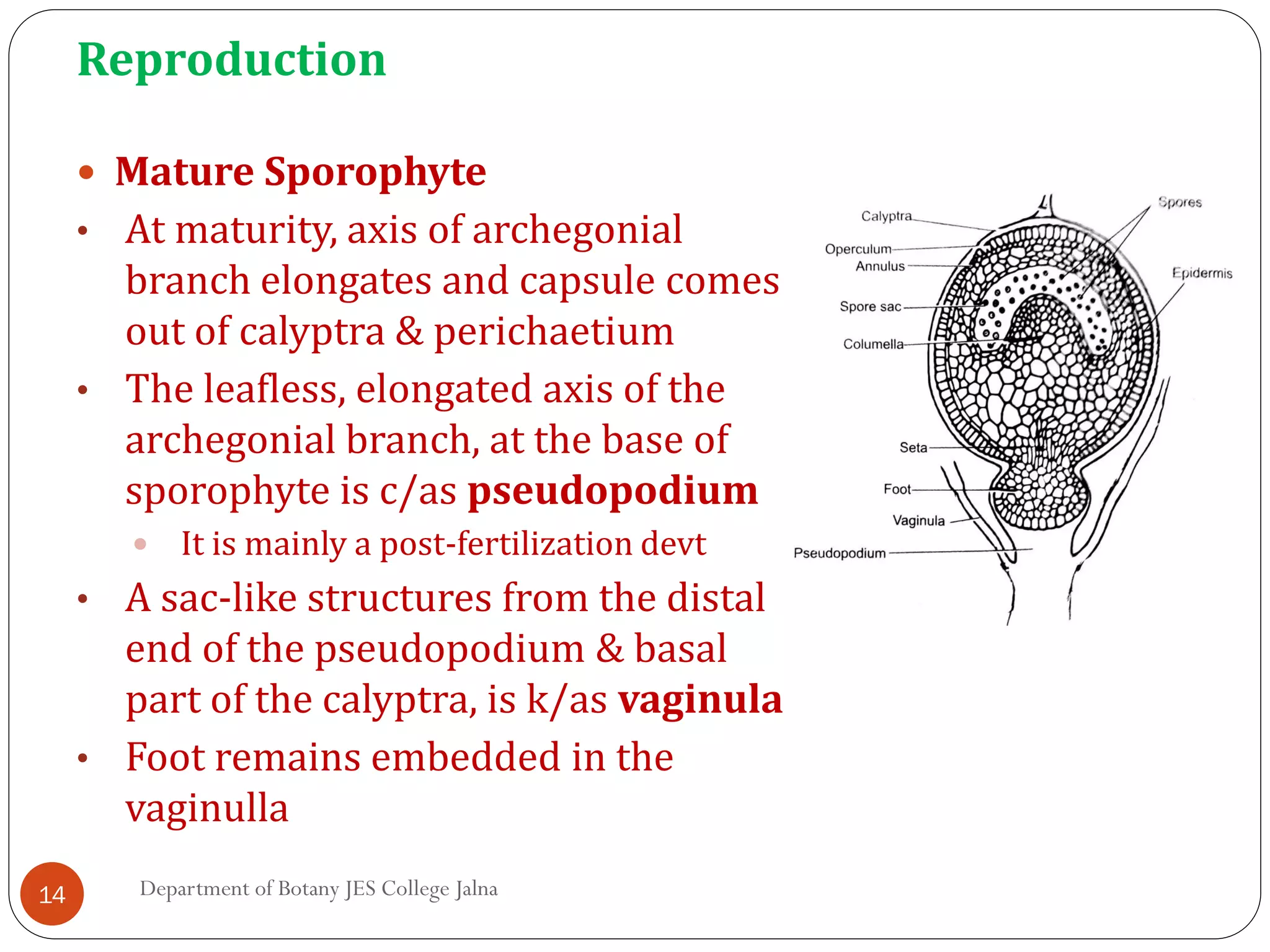 Bryophytes order sphagnales | PDF
