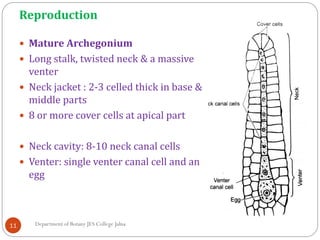 Reproduction
11
 Mature Archegonium
 Long stalk, twisted neck & a massive
venter
 Neck jacket : 2-3 celled thick in base &
middle parts
 8 or more cover cells at apical part
 Neck cavity: 8-10 neck canal cells
 Venter: single venter canal cell and an
egg
Department of Botany JES College Jalna
 