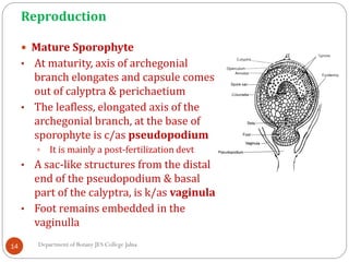 Reproduction
14
 Mature Sporophyte
• At maturity, axis of archegonial
branch elongates and capsule comes
out of calyptra & perichaetium
• The leafless, elongated axis of the
archegonial branch, at the base of
sporophyte is c/as pseudopodium
 It is mainly a post-fertilization devt
• A sac-like structures from the distal
end of the pseudopodium & basal
part of the calyptra, is k/as vaginula
• Foot remains embedded in the
vaginulla
Department of Botany JES College Jalna
 
