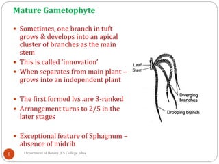 Mature Gametophyte
6
 Sometimes, one branch in tuft
grows & develops into an apical
cluster of branches as the main
stem
 This is called ‘innovation’
 When separates from main plant –
grows into an independent plant
 The first formed lvs .are 3-ranked
 Arrangement turns to 2/5 in the
later stages
 Exceptional feature of Sphagnum –
absence of midrib
Department of Botany JES College Jalna
 