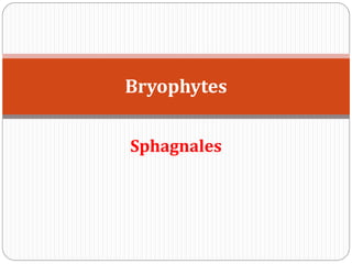 Sphagnales
Bryophytes
 