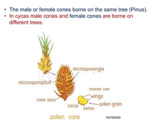 Pinus Cycas Bryophytes, pteridophytes and gymnosperms | PPTX