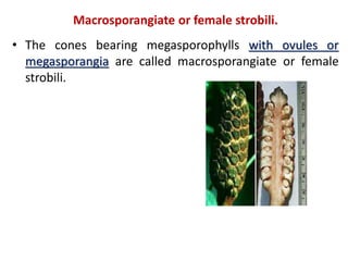 Microstrobilus Bryophytes, pteridophytes and gymnosperms | PPTX