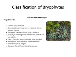 Classification of Bryophytes
 