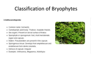 Classification of Bryophytes
 