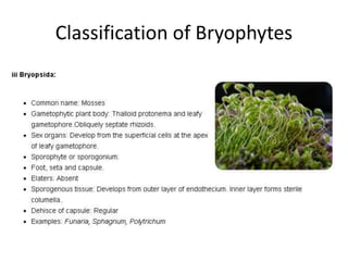 Classification of Bryophytes
 