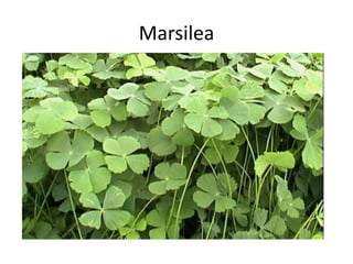Marsilea
 