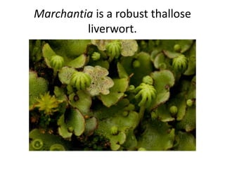 Marchantia is a robust thallose
liverwort.
 
