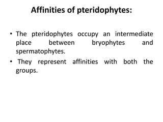 Affinities of pteridophytes:
• The pteridophytes occupy an intermediate
place between bryophytes and
spermatophytes.
• They represent affinities with both the
groups.
 