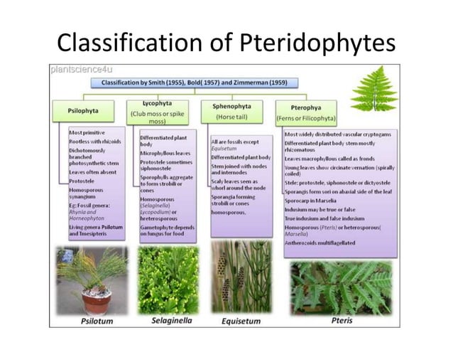Bryophytes,Pteridophytes | PPTX