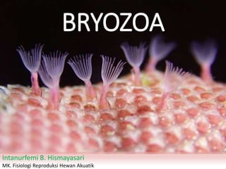 BRYOZOA
Intanurfemi B. Hismayasari
MK. Fisiologi Reproduksi Hewan Akuatik
 