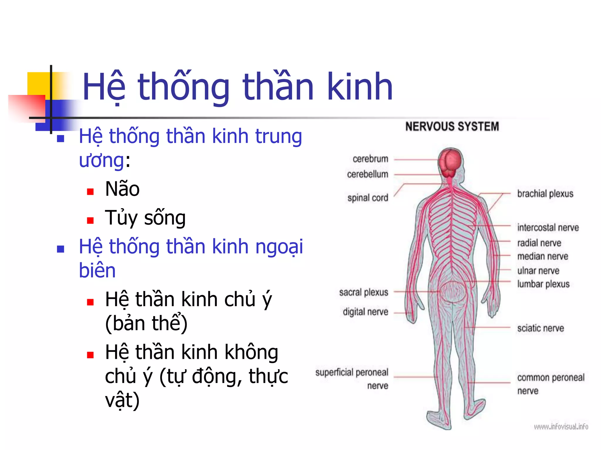 b-nh-th-n-kinh-ngo-i-bi-n-pdf