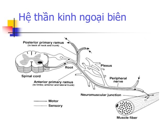 b-nh-th-n-kinh-ngo-i-bi-n