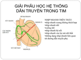 GIẢI PHẪU HỌC HỆ THỐNG
DẪN TRUYỀN TRONG TIM
NHỊP NHANH TRÊN THẤT:
•nhịp nhanh xoang không thích hợp
•nhịp nhanh nhĩ
•cuồng nhĩ
•nhịp nhanh bộ nối
•nhịp nhanh vào lại nút nhĩ thất
•những dạng nhịp nhanh liên quan
tới đường dẫn truyền phụ
 