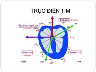 TRỤC ĐIỆN TIM
 