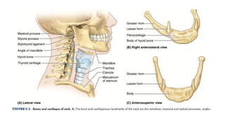 BS- II 13.Neck region Anatomy Neck .pptx