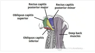 BS- II 13.Neck region Anatomy Neck .pptx