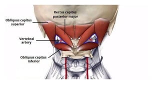BS- II 13.Neck region Anatomy Neck .pptx