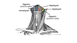 BS- II 13.Neck region Anatomy Neck .pptx