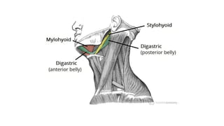 BS- II 13.Neck region Anatomy Neck .pptx