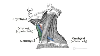 BS- II 13.Neck region Anatomy Neck .pptx