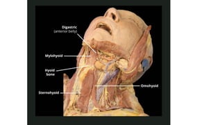 BS- II 13.Neck region Anatomy Neck .pptx