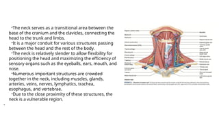 BS- II 13.Neck region Anatomy Neck .pptx