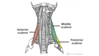 BS- II 13.Neck region Anatomy Neck .pptx