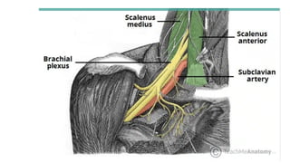 BS- II 13.Neck region Anatomy Neck .pptx
