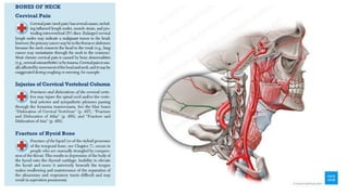 BS- II 13.Neck region Anatomy Neck .pptx