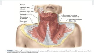 BS- II 13.Neck region Anatomy Neck .pptx