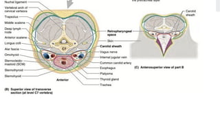 BS- II 13.Neck region Anatomy Neck .pptx