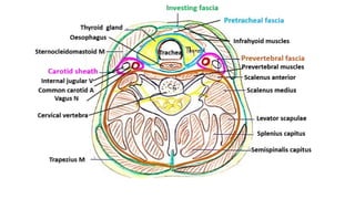 BS- II 13.Neck region Anatomy Neck .pptx