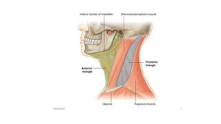 BS- II 13.Neck region Anatomy Neck .pptx