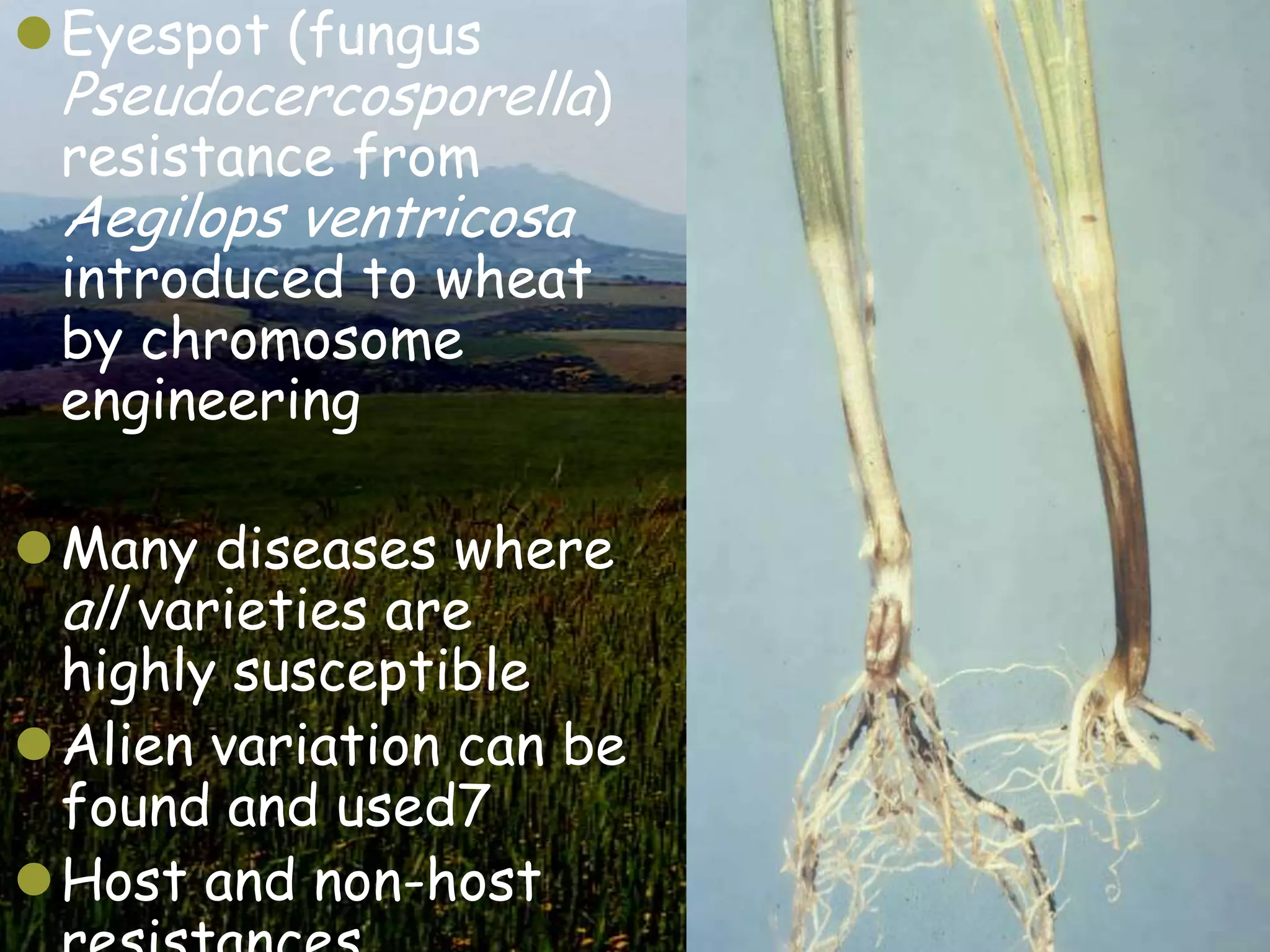 Eyespot (fungus
 Pseudocercosporella)
 resistance from
 Aegilops ventricosa
 introduced to wheat
 by chromosome
 engineering

Many diseases where
 all varieties are
 highly susceptible
Alien variation can be
 found and used7
Host and non-host
 