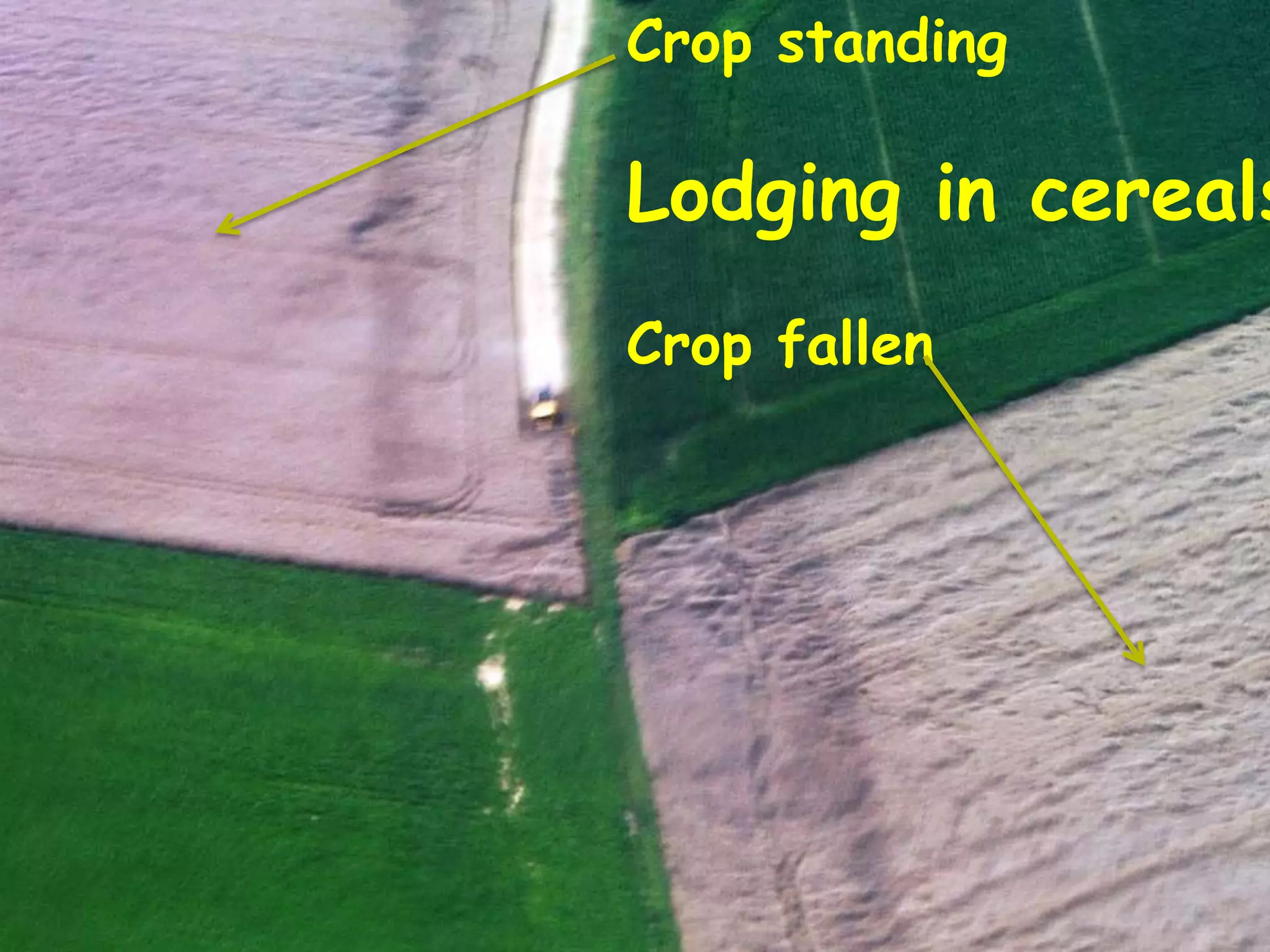 Crop standing

Lodging in cereals
Crop fallen
 
