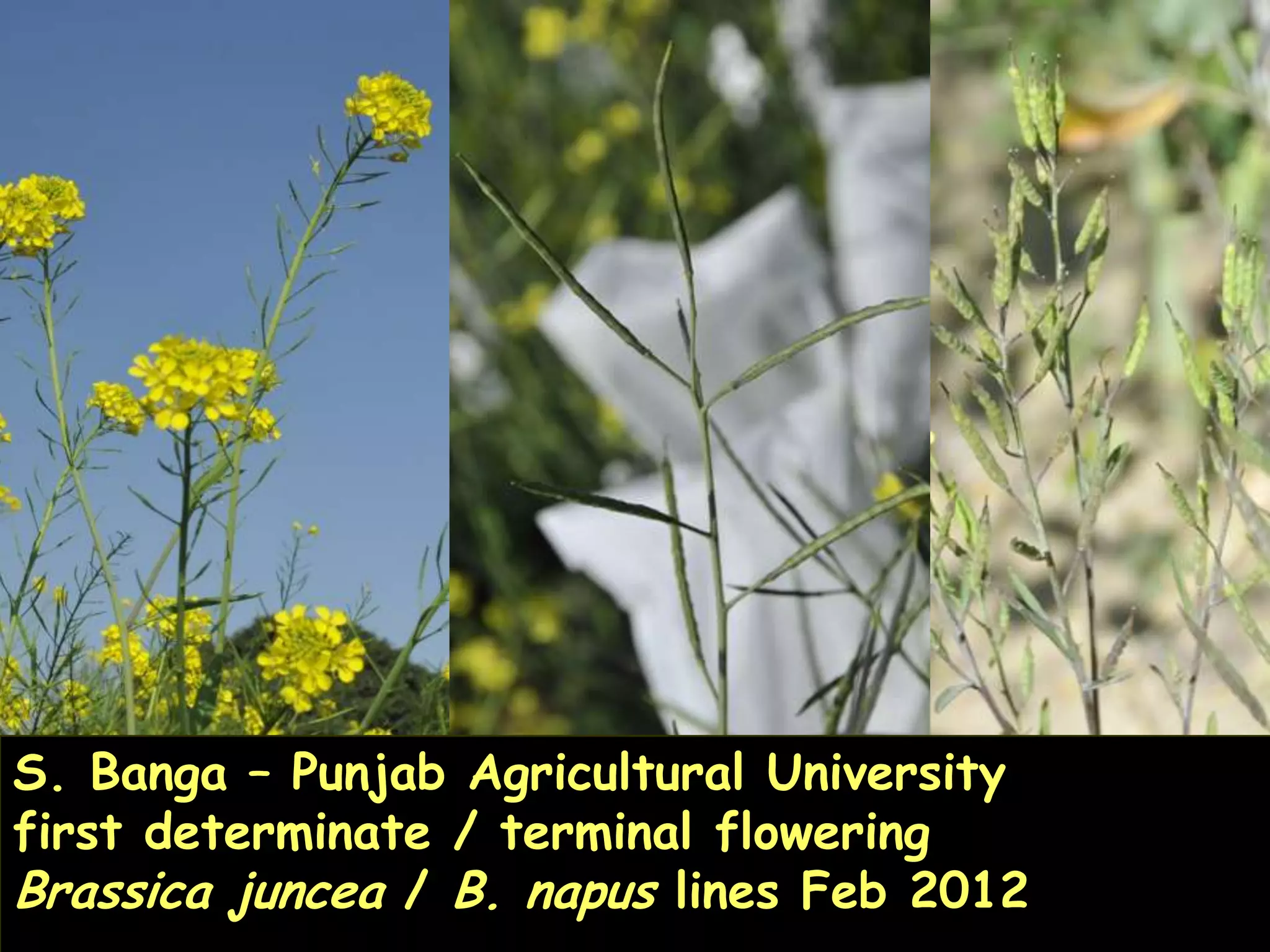 S. Banga – Punjab Agricultural University
first determinate / terminal flowering
Brassica juncea / B. napus lines Feb 2012   21
 