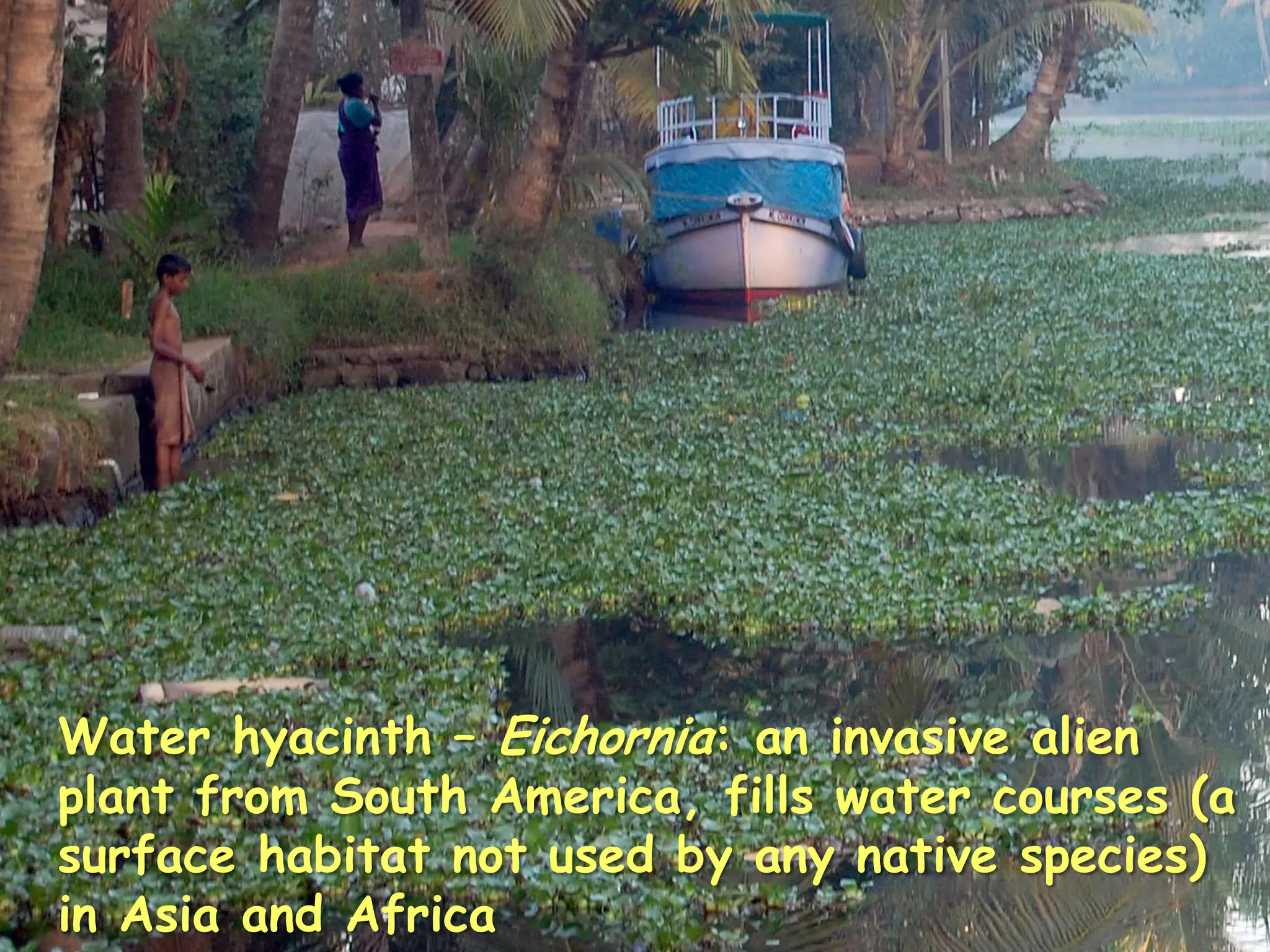 Water hyacinth – Eichornia: an invasive alien
plant from South America, fills water courses (a
surface habitat not used by any native species)
in Asia and Africa                              42
 