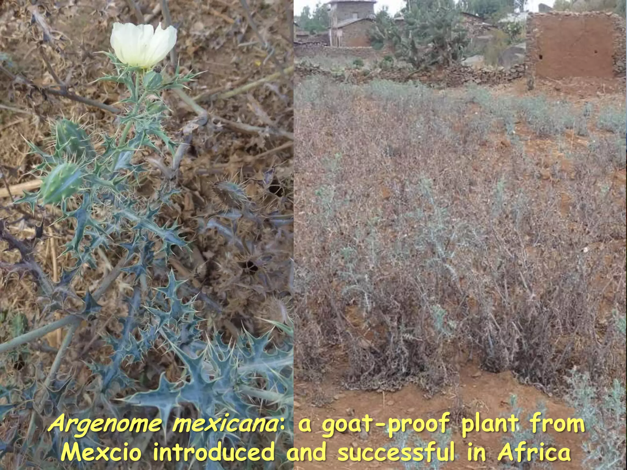 Argenome mexicana: a goat-proof plant from
 Mexcio introduced and successful in Africa   43
 