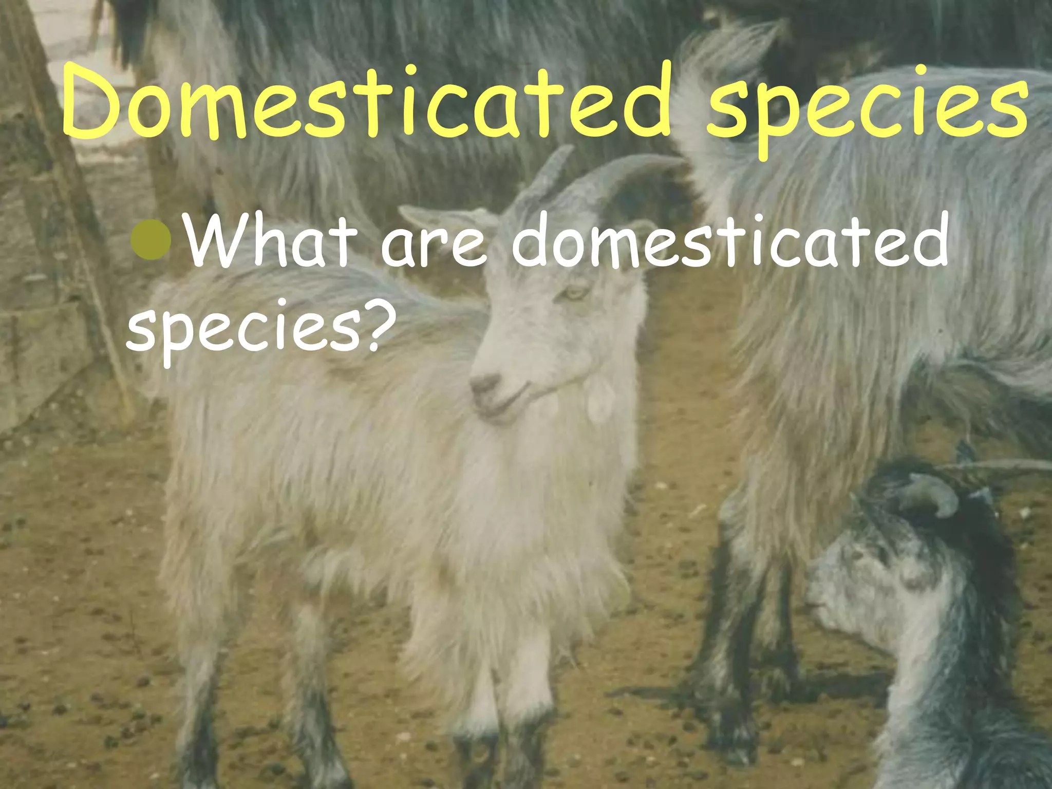 Domesticated species
    What are domesticated
    species?




20/02/2013                   6
 