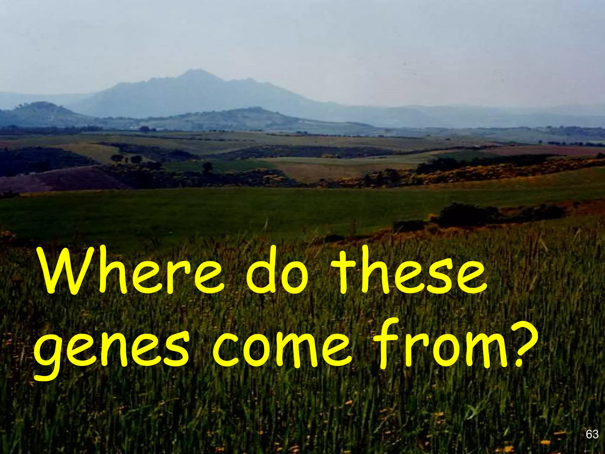 Where do these
genes come from?
                   63
 