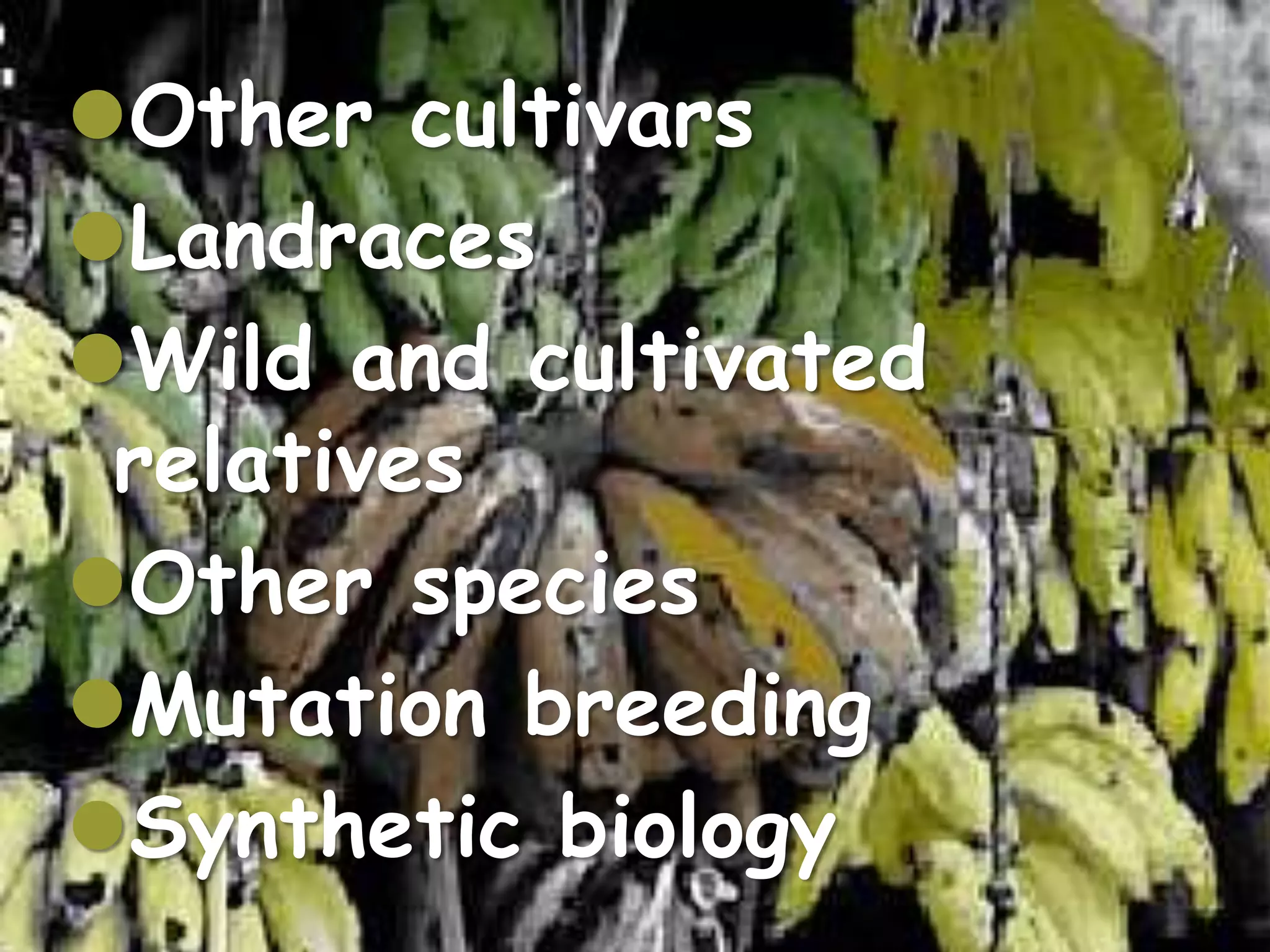 Other cultivars
Landraces
Wild and cultivated
 relatives
Other species
Mutation breeding
Synthetic biology
64
 